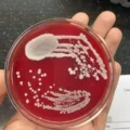 Universities Offering Microbiology