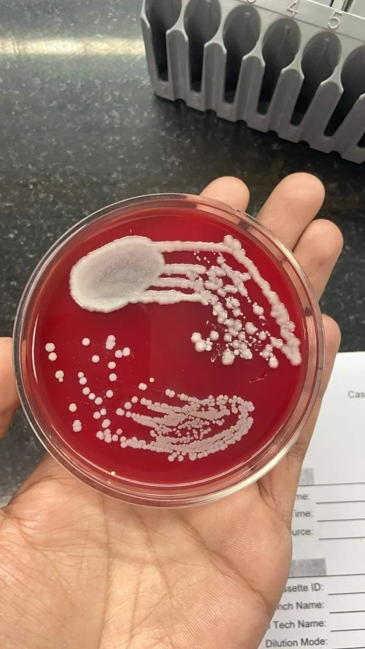 Top universities offering microbiology in nigeria 2024 exam