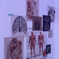universities offering anatomy