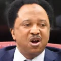 Shehu Sani's prediction of the extinction of polytechnics and colleges of education based on JAMB scores