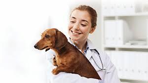 veterinary medicine