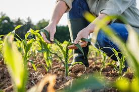 CROP PRODUCTION