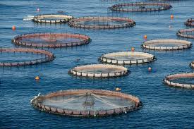 Fisheries and Aquaculture