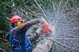 Forestry Wood and Technology