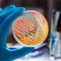 Microbiology and Industrial Biotechnology