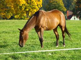 Pasture and Range Management