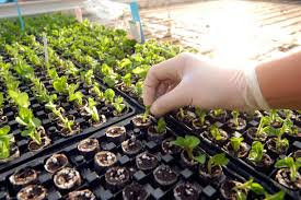 Plant Breeding and Seed Technology